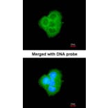 Immunofluorescence - BCL2L10 antibody from Signalway Antibody (22559) - Antibodies.com