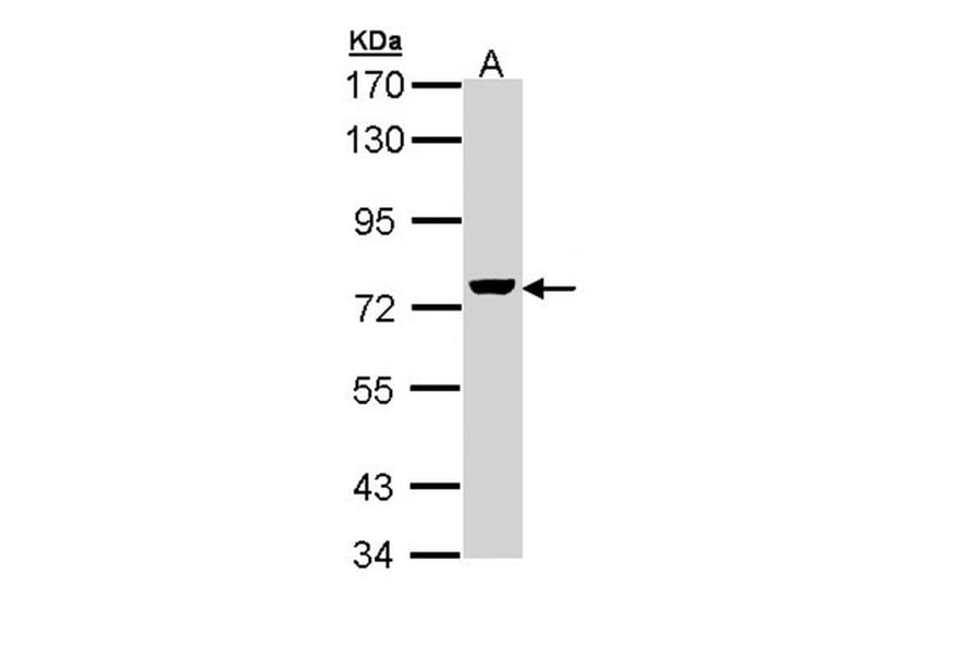 ZC3H12A antibody from Signalway Antibody (22601) - Antibodies.com