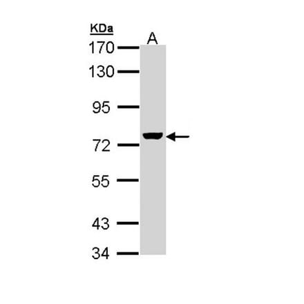 ZC3H12A antibody from Signalway Antibody (22601) - Antibodies.com