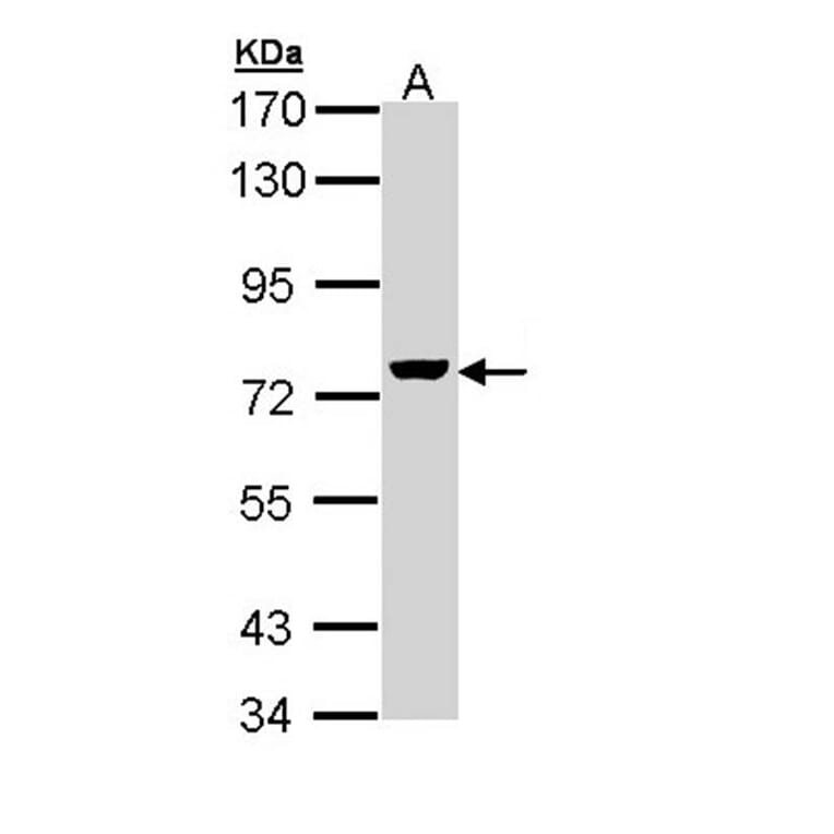 ZC3H12A antibody from Signalway Antibody (22601) - Antibodies.com
