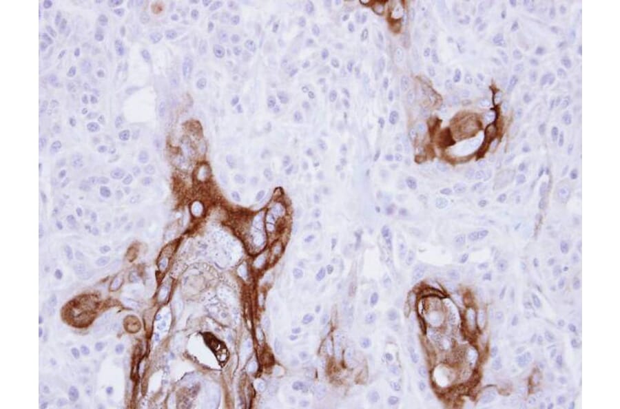 Immunohistochemistry - ZC3H12A antibody from Signalway Antibody (22601) - Antibodies.com