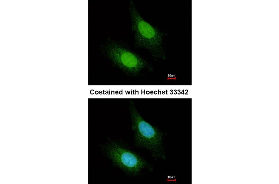 Immunofluorescence - ZC3H12A antibody from Signalway Antibody (22601) - Antibodies.com