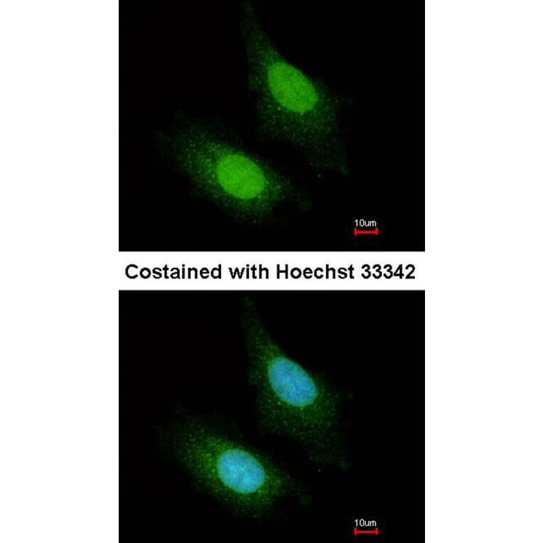 Immunofluorescence - ZC3H12A antibody from Signalway Antibody (22601) - Antibodies.com