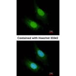 Immunofluorescence - ZC3H12A antibody from Signalway Antibody (22601) - Antibodies.com