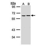 ZNF306 antibody from Signalway Antibody (22625) - Antibodies.com