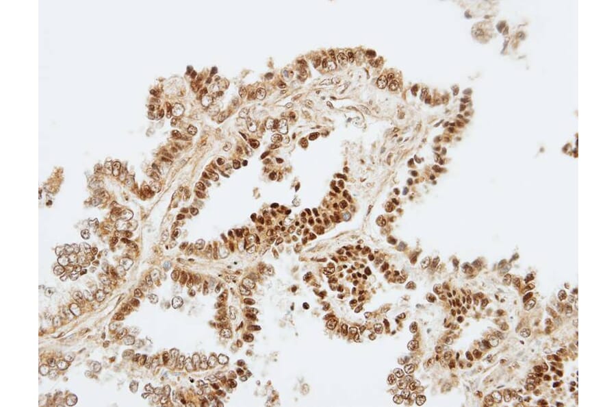 Immunohistochemistry - ZNF306 antibody from Signalway Antibody (22625) - Antibodies.com