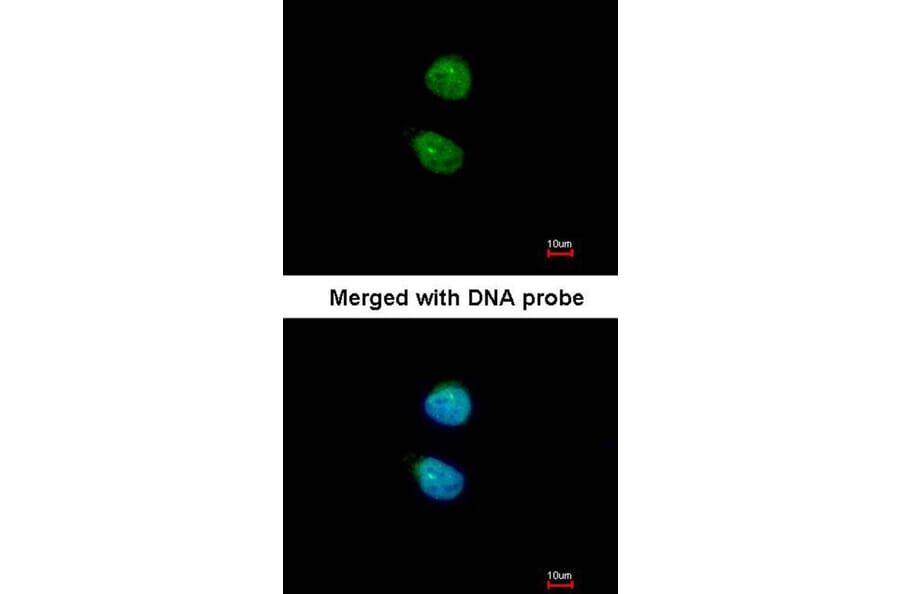 Immunofluorescence - ZNF306 antibody from Signalway Antibody (22625) - Antibodies.com