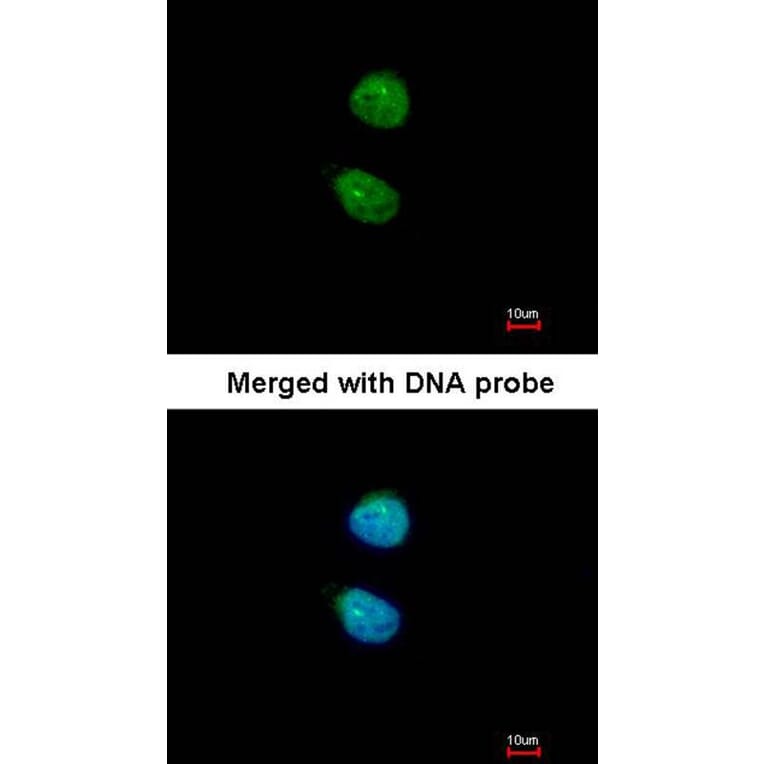 Immunofluorescence - ZNF306 antibody from Signalway Antibody (22625) - Antibodies.com