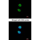 Immunofluorescence - ZNF306 antibody from Signalway Antibody (22625) - Antibodies.com