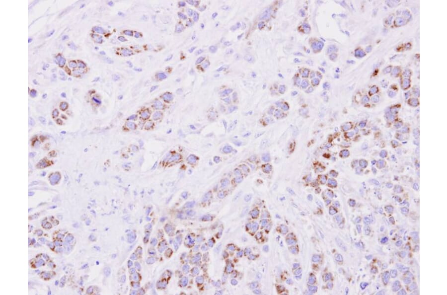 Immunohistochemistry - 15-PGDH antibody from Signalway Antibody (22626) - Antibodies.com