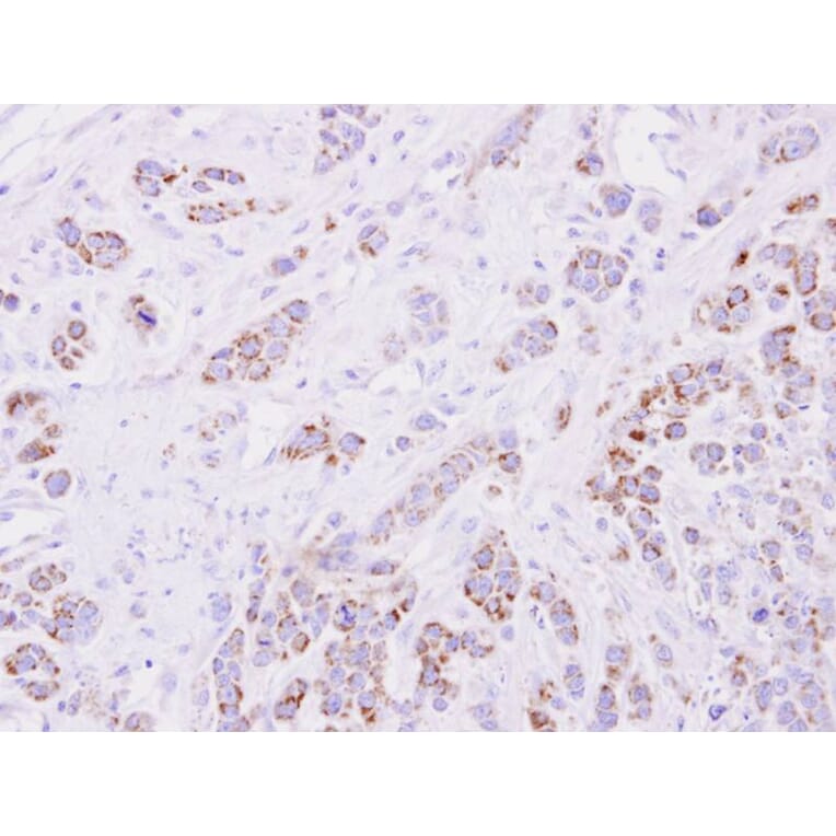 Immunohistochemistry - 15-PGDH antibody from Signalway Antibody (22626) - Antibodies.com