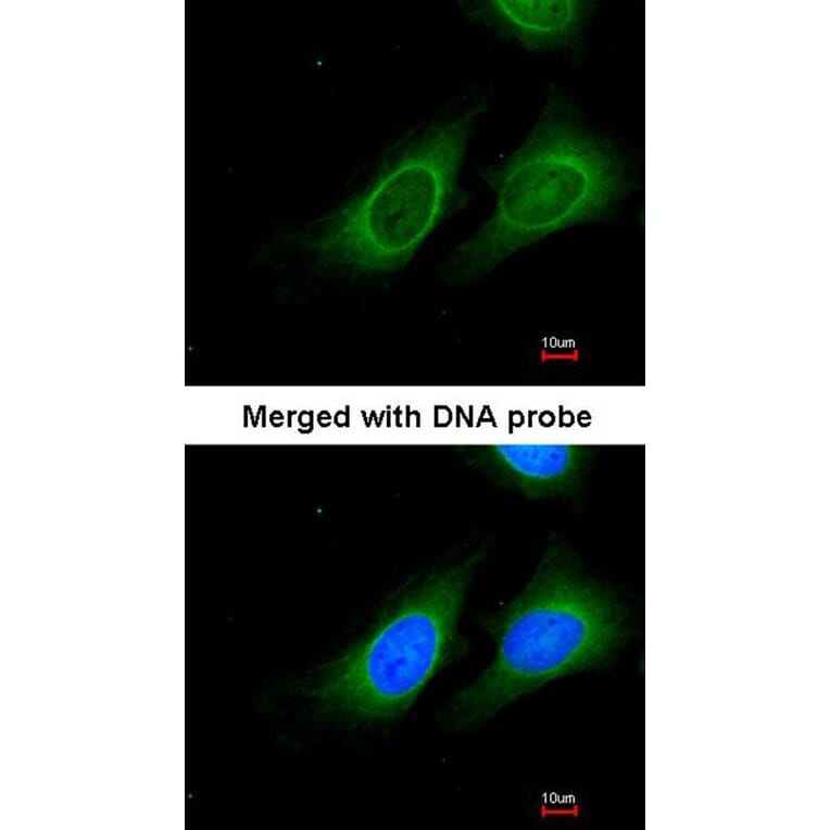 Immunofluorescence - 15-PGDH antibody from Signalway Antibody (22626) - Antibodies.com