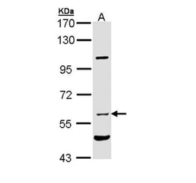 NPR-C antibody from Signalway Antibody (22809) - Antibodies.com
