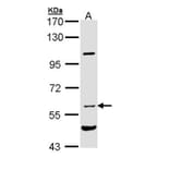 NPR-C antibody from Signalway Antibody (22809) - Antibodies.com