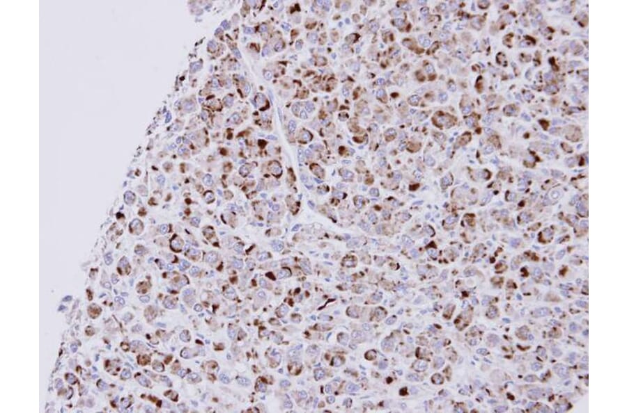 Immunohistochemistry - NPR-C antibody from Signalway Antibody (22809) - Antibodies.com