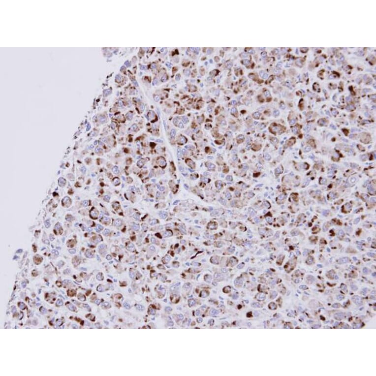 Immunohistochemistry - NPR-C antibody from Signalway Antibody (22809) - Antibodies.com