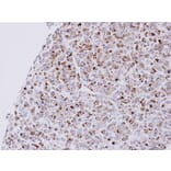 Immunohistochemistry - NPR-C antibody from Signalway Antibody (22809) - Antibodies.com