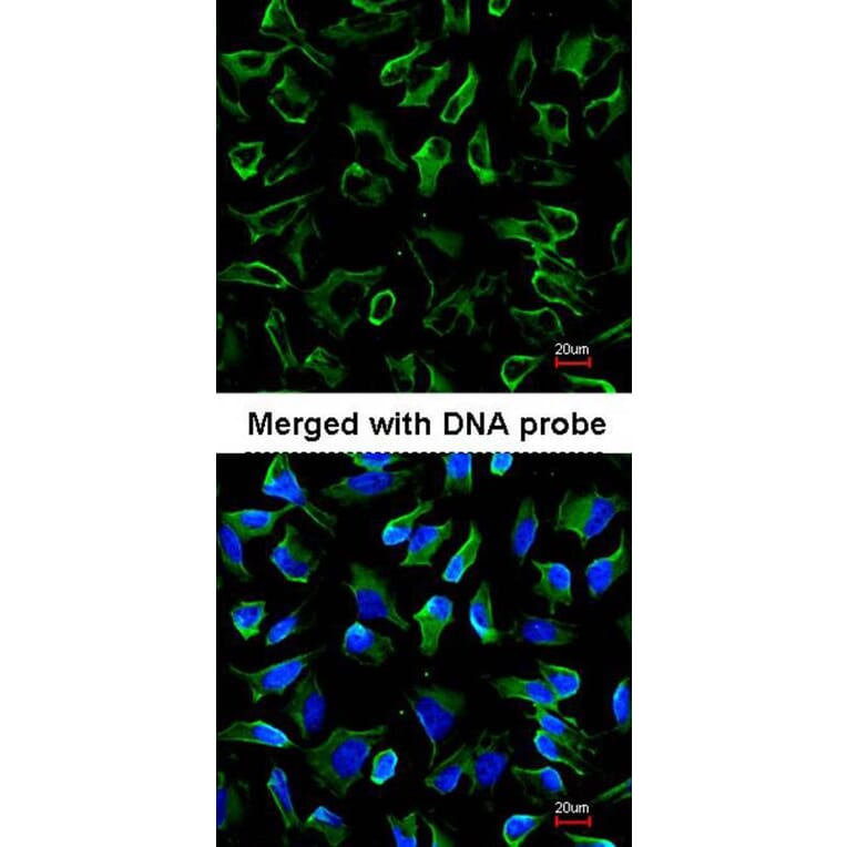 Immunofluorescence - NPR-C antibody from Signalway Antibody (22809) - Antibodies.com