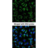 Immunofluorescence - NPR-C antibody from Signalway Antibody (22809) - Antibodies.com