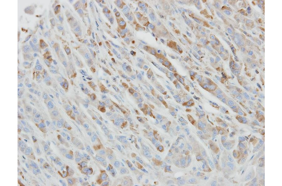 Immunohistochemistry - IL-1ra antibody from Signalway Antibody (22895) - Antibodies.com