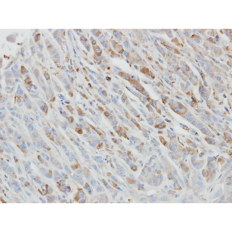 Immunohistochemistry - IL-1ra antibody from Signalway Antibody (22895) - Antibodies.com