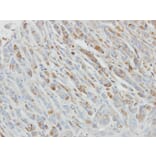 Immunohistochemistry - IL-1ra antibody from Signalway Antibody (22895) - Antibodies.com