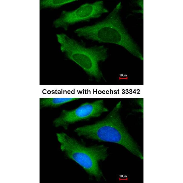 Immunofluorescence - IL-1ra antibody from Signalway Antibody (22895) - Antibodies.com