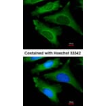 Immunofluorescence - IL-1ra antibody from Signalway Antibody (22895) - Antibodies.com