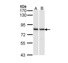 RACGAP1 antibody from Signalway Antibody (22905) - Antibodies.com