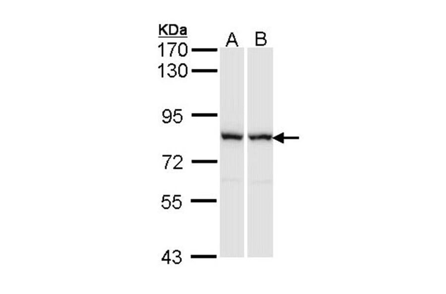 RACGAP1 antibody from Signalway Antibody (22905) - Antibodies.com