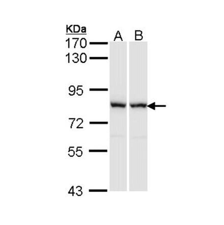 RACGAP1 antibody from Signalway Antibody (22905) - Antibodies.com