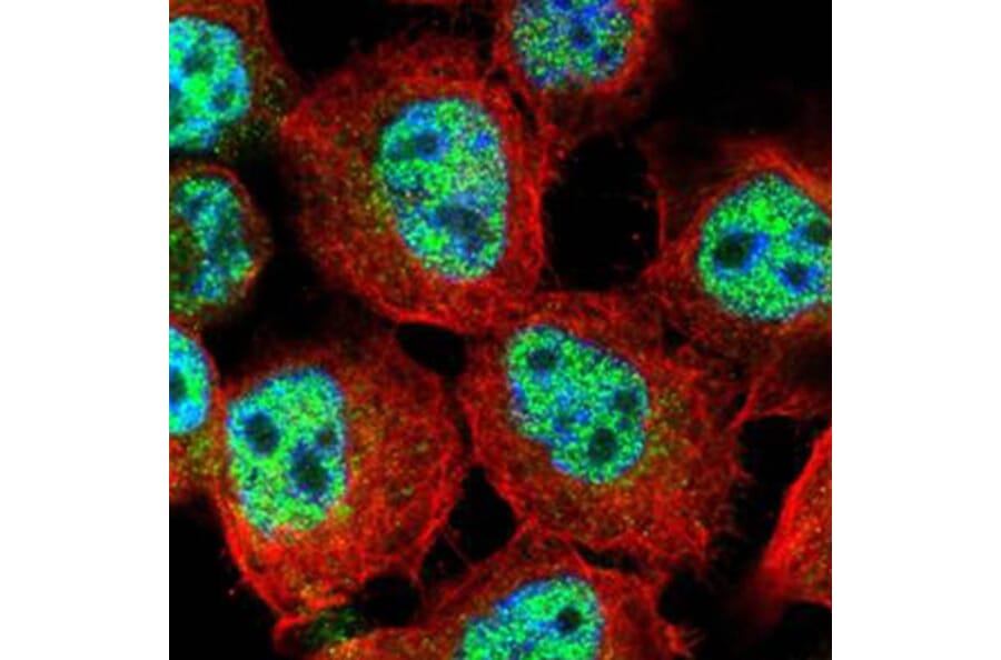 RACGAP1 antibody from Signalway Antibody (22905) - Antibodies.com