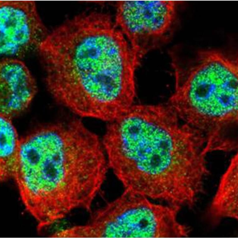 RACGAP1 antibody from Signalway Antibody (22905) - Antibodies.com