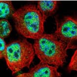 RACGAP1 antibody from Signalway Antibody (22905) - Antibodies.com