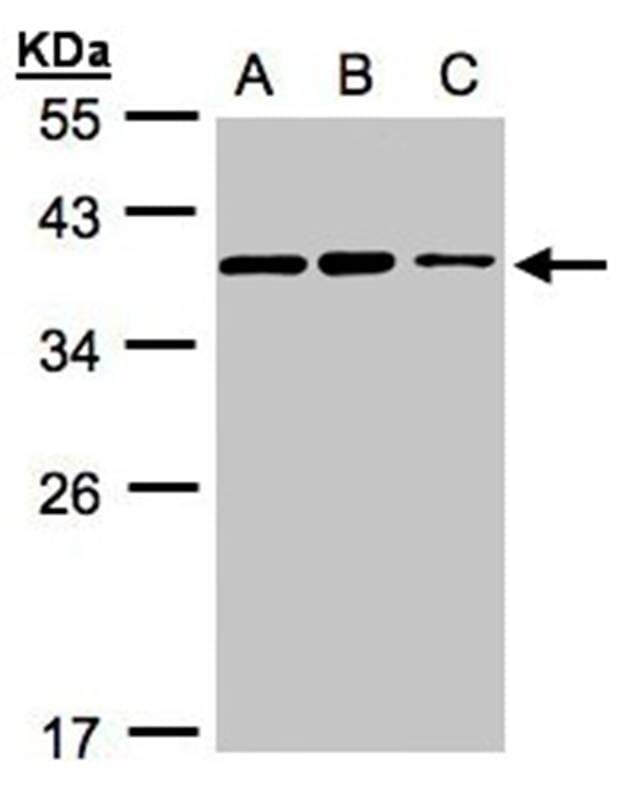 Sample (30 µg whole cell lysate) H1299B: HeLa S3C: Hep G2 12% SDS PAGE Primary antibody diluted at 1: 3000