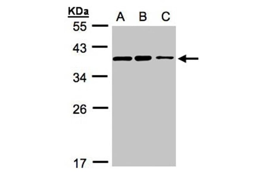 C9orf78 antibody from Signalway Antibody (23129) - Antibodies.com