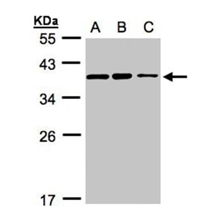 C9orf78 antibody from Signalway Antibody (23129) - Antibodies.com