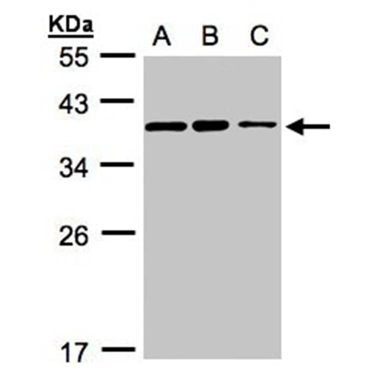 C9orf78 antibody from Signalway Antibody (23129) - Antibodies.com