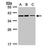 C9orf78 antibody from Signalway Antibody (23129) - Antibodies.com