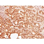 Immunohistochemistry - C9orf78 antibody from Signalway Antibody (23129) - Antibodies.com