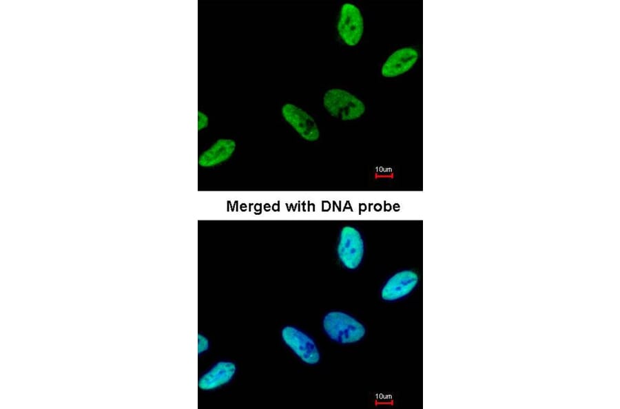 Immunofluorescence - C9orf78 antibody from Signalway Antibody (23129) - Antibodies.com