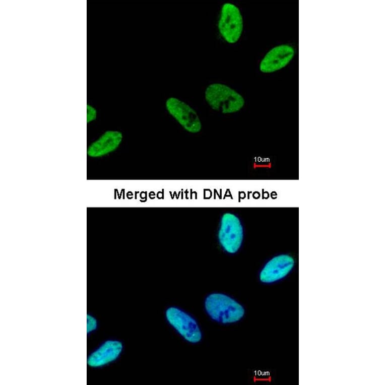Immunofluorescence - C9orf78 antibody from Signalway Antibody (23129) - Antibodies.com