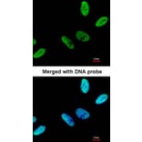 Immunofluorescence - C9orf78 antibody from Signalway Antibody (23129) - Antibodies.com