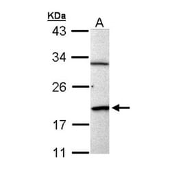 BCL2L15 antibody from Signalway Antibody (23184) - Antibodies.com