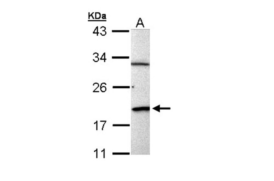 BCL2L15 antibody from Signalway Antibody (23184) - Antibodies.com