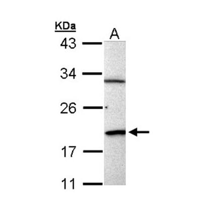 BCL2L15 antibody from Signalway Antibody (23184) - Antibodies.com