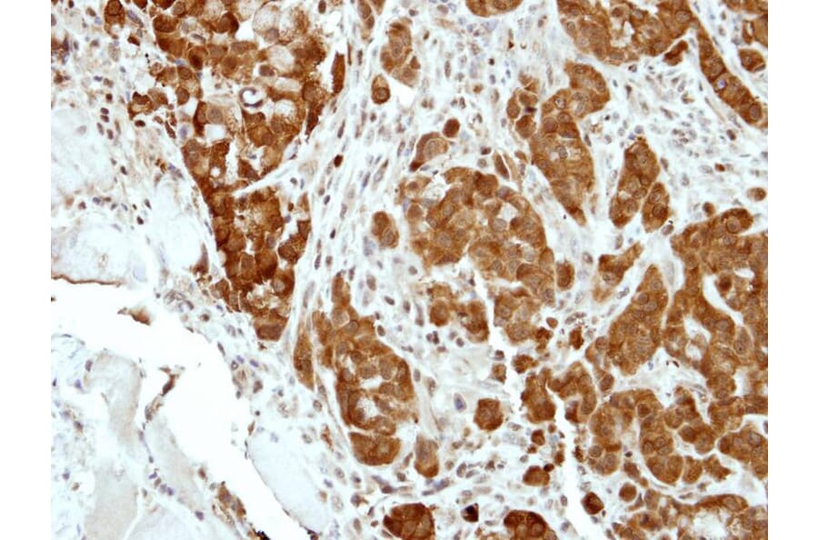 Immunohistochemistry - BCL2L15 antibody from Signalway Antibody (23184) - Antibodies.com