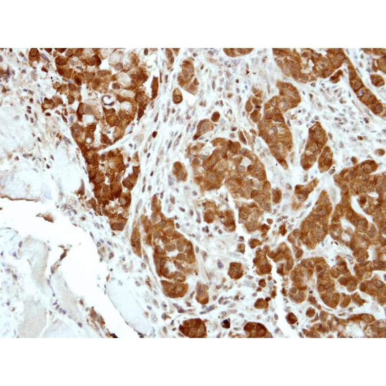 Immunohistochemistry - BCL2L15 antibody from Signalway Antibody (23184) - Antibodies.com