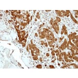 Immunohistochemistry - BCL2L15 antibody from Signalway Antibody (23184) - Antibodies.com