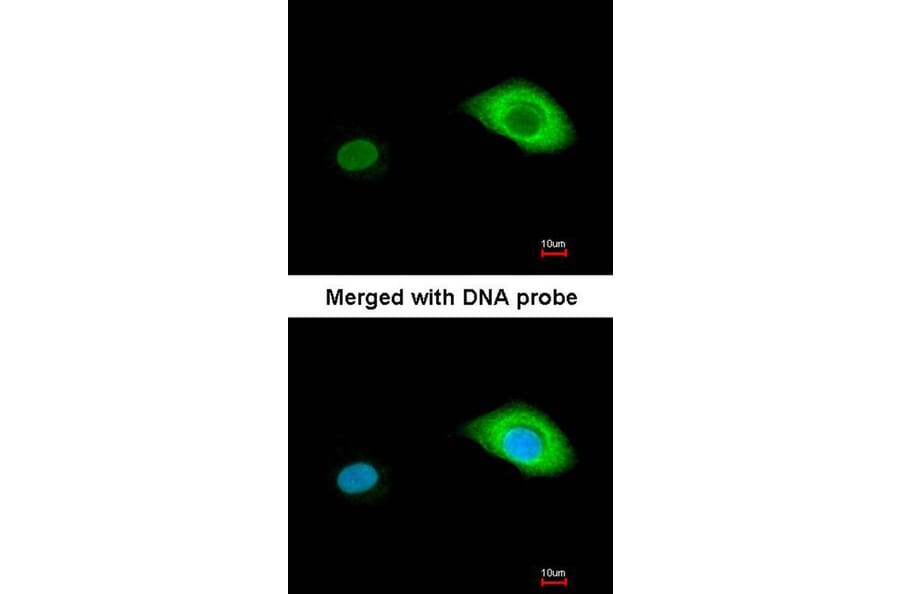 Immunofluorescence - BCL2L15 antibody from Signalway Antibody (23184) - Antibodies.com